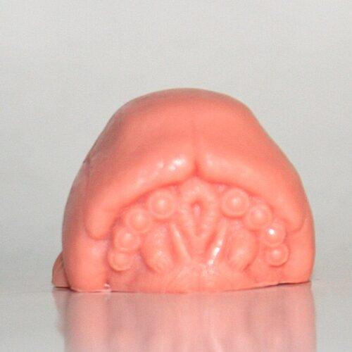 Last Zectron Resin Maba Fleshy Brain Bug - Loose